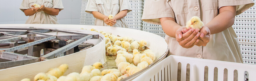 首页| PG电子游戏中国区官方网站