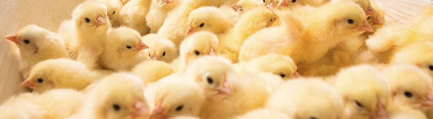 首页| PG电子游戏中国区官方网站