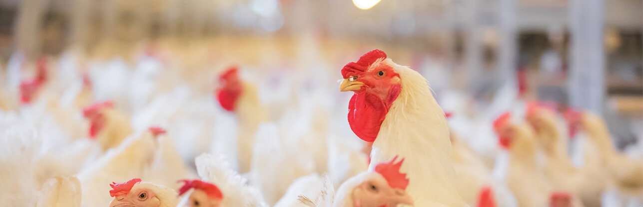 首页| PG电子游戏中国区官方网站